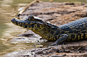 Ein Yacare-Kaiman, Caiman crocodylus yacare, ruht sich am Flussufer aus. Bundesstaat Mato Grosso Do Sul, Brasilien.