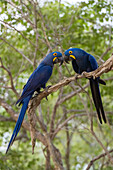 Zwei Hyazinth-Aras, Anodorhynchus hyacinthinus, sitzen auf einem Baumast. Bundesstaat Mato Grosso Do Sul, Brasilien.