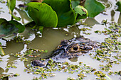 Ein Yacare-Kaiman, Caiman crocodylus yacare, untergetaucht im Fluss Cuiaba. Bundesstaat Mato Grosso Do Sul, Brasilien.