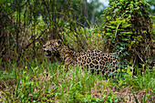 A Jaguar, Panthera onca, looking for prey near the Cuiaba River in Brazil. Mato Grosso Do Sul State, Brazil.