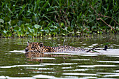 Ein Jaguar, Panthera onca, schwimmt im Cuiaba-Fluss. Bundesstaat Mato Grosso Do Sul, Brasilien.