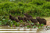 Eine Gruppe von Wasserschweinen, Hydrochaeris hydrochaeris, die am Cuiaba-Fluss stehen. Bundesstaat Mato Grosso Do Sul, Brasilien.