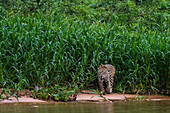 Ein Jaguar, Panthera onca, spaziert entlang des Cuiaba-Flusses. Bundesstaat Mato Grosso Do Sul, Brasilien.