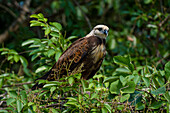 A Young black-collared hawk, Busarellus nigricollis, perched on a tree branch. Mato Grosso Do Sul State, Brazil.