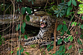 A Jaguar, Panthera onca, yawning in the forest. Mato Grosso Do Sul State, Brazil.