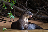 Ein Riesenotter, Pteronura brasiliensis, ruht sich im Fluss Cuiaba aus. Bundesstaat Mato Grosso Do Sul, Brasilien.