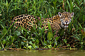 Porträt eines Jaguars, Panthera onca, in den Feuchtgebieten des Pantanal, Brasilien. Bundesstaat Mato Grosso do Sul, Brasilien.