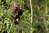 Ein Gelbbürzelkakadu, Cacicus cela, am Nest. Pantanal, Mato Grosso, Brasilien