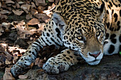 Nahaufnahme eines Jaguars, Panthera onca, der in die Kamera blickt. Pantanal, Mato Grosso, Brasilien