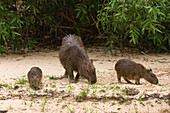 A capybara, Hydrochaerus hydrochaeris, with youngs.