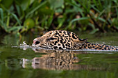 Ein Jaguar, Panthera onca, schwimmt im Fluss. Pantanal, Mato Grosso, Brasilien