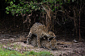 A pair of jaguars, Panthera onca, mating. Pantanal, Mato Grosso, Brazil