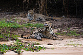 Ein paar sich paarende Jaguare, Panthera onca, die sich am Strand ausruhen.
