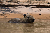 A young capybara, Hydrochaerus hydrochaeris, in the water. Pantanal, Mato Grosso, Brazil