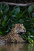 Nahaufnahme eines Jaguars, Panthera onca, im Wasser. Pantanal, Mato Grosso, Brasilien