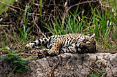A jaguar, Panthera onca, resting and looking at the camera. Pantanal, Mato Grosso, Brazil