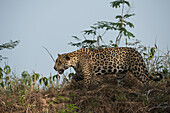 Ein Jaguar, Panthera onca, beim Gehen.
