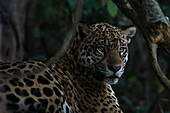 Close up portrait of a jaguar, Panthera onca, in the shade of the late afternoon. Pantanal, Mato Grosso, Brazil