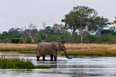 Ein afrikanischer Elefant, Loxodonta africana, trinkt im Savute-Kanal.