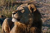 Porträt eines männlichen Löwen, Panthera leo, beim Ruhen. Linyanti, Botsuana.