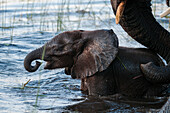 An African elephant calf, Loxodonta africana, walking in water and drinking, protected by its mother. Abu Camp, Okavango Delta, Botswana.