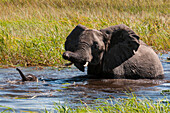 Ein afrikanisches Elefantenkalb, Loxodonta africana, und seine Mutter beim Überqueren einer Flutebene im Okavango-Delta. Okavango-Delta, Botsuana.