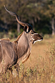 Portrait of a male greater kudu, Tragelaphus strepsinceros. Botswana