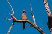 A rufous-crowned roller, Coracias naevius naevius, perching on a tree. Botswana