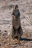 An alert ground squirrel, Paraxerus cepapi. Botswana