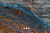 Nahaufnahme eines Nilkrokodils, Crocodylus niloticus, beim Sonnenbaden. Chobe-Fluss, Chobe-Nationalpark, Kasane, Botsuana.