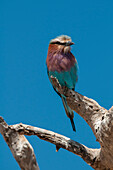 A lilac-breasted roller, Coracias caudatus, perched on a tree branch. Chobe National Park, Kasane, Botswana.