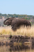 Zwei afrikanische Elefanten, Loxodonta africana, am Ufer des Chobe-Flusses. Chobe-Fluss, Chobe-Nationalpark, Kasane, Botsuana.