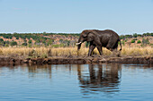 Ein afrikanischer Elefant, Loxodonta africana, am Ufer des Chobe-Flusses. Chobe-Fluss, Chobe-Nationalpark, Kasane, Botsuana.