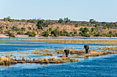 African elephants, Loxodonta africana, crossing the Chobe River. Chobe River, Chobe National Park, Kasane, Botswana.