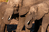 Afrikanische Elefanten, Loxodonta africana, beim Trinken. Chobe-Fluss, Chobe-Nationalpark, Kasane, Botsuana.