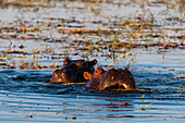 A pair of hippopotamuses, Hippopotamus amphibius, mostly submerged. Chobe River, Chobe National Park, Kasane, Botswana.