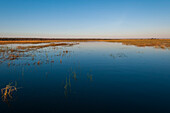 A scenic view of the Chobe River and partially submerged grasses. Chobe River, Chobe National Park, Kasane, Botswana.