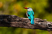 A woodland kingfisher, Halcyon senegalensis, with prey in its bill. Chobe River, Chobe National Park, Kasane, Botswana.