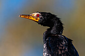 Close up portrait of a reed cormorant, Phalacrocorax africanus. Chobe River, Chobe National Park, Kasane, Botswana.