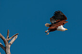 Ein afrikanischer Fischadler, Haliaeetus vocifer, im Flug. Chobe-Fluss, Chobe-Nationalpark, Kasane, Botsuana.