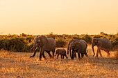 A herd of African elephants, Loxodonta africana, walking in grasslands. Chobe National Park, Kasane, Botswana.