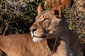 Nahaufnahme einer Löwin, Panthera leo, beim Ruhen. Chobe-Nationalpark, Kasane, Botsuana.
