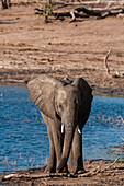 Ein junger afrikanischer Elefant, Loxodonta africana, am Ufer des Wassers. Chobe-Nationalpark, Kasane, Botsuana.