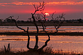 A colorful sunset with a silhouetted gnarled tree on the Chobe River. Chobe River, Chobe National Park, Kasane, Botswana.