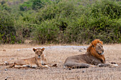 Ein aufmerksamer Löwe und eine Löwin, Panthera leo, die zusammen ruhen. Chobe-Nationalpark, Kasane, Botsuana.
