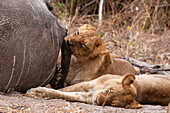 Löwen, Panthera leo, fressen einen afrikanischen Elefanten und ruhen sich in der Nähe aus. Chobe-Nationalpark, Kasane, Botsuana.