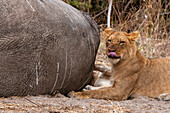 Ein Löwe, Panthera leo, frisst einen afrikanischen Elefanten, Loxodonta africana. Chobe-Nationalpark, Kasane, Botsuana.