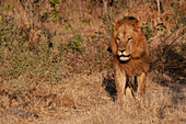 Porträt eines männlichen Löwen, Panthera leo, in Gräsern und Gebüsch. Häuptlingsinsel, Moremi-Wildreservat, Okavango-Delta, Botsuana.