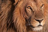 Nahaufnahme eines männlichen Löwen, Panthera leo. Häuptlingsinsel, Moremi-Wildreservat, Okavango-Delta, Botsuana.