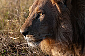 Nahaufnahme des Profils eines männlichen Löwen, Panthera leo, beim Ruhen. Häuptlingsinsel, Moremi-Wildreservat, Okavango-Delta, Botsuana.